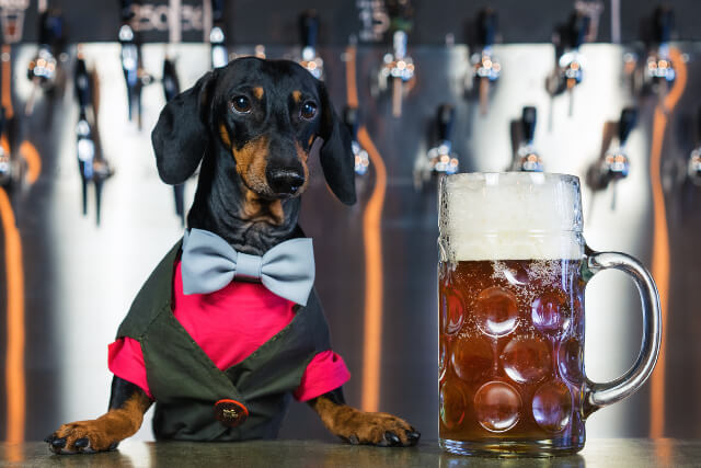 Dog in a pub