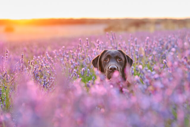 Dog in Lavendar Field