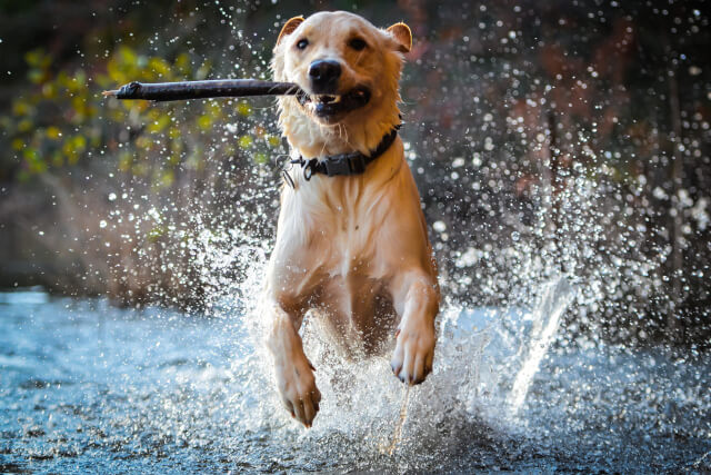 Dog splashing in lake 