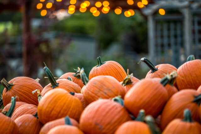 Farmer Copleys pumpkins