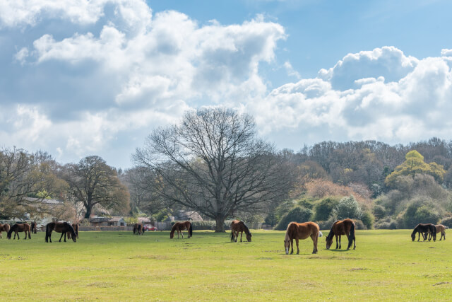 Horses in Woodgreen Common, New Forest