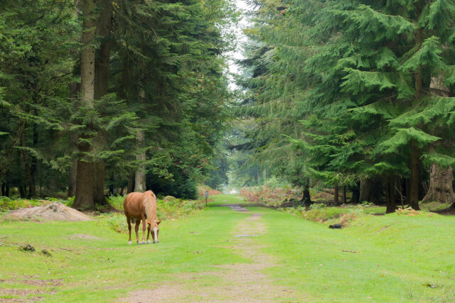 Pony on the Tall Trees Trail, New Forest