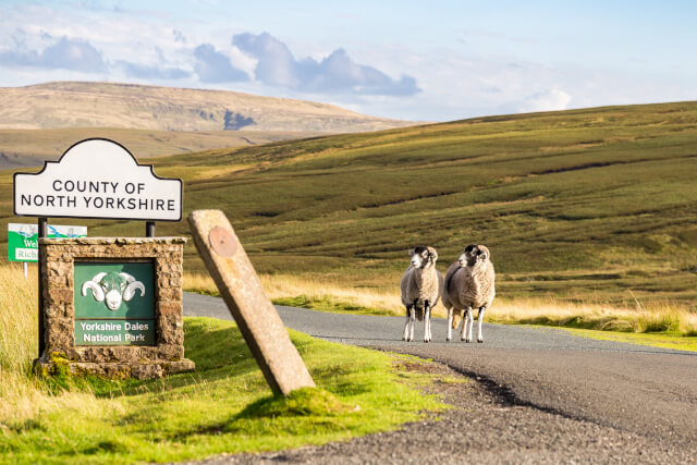 Sheep in Yorkshire Dales National Park