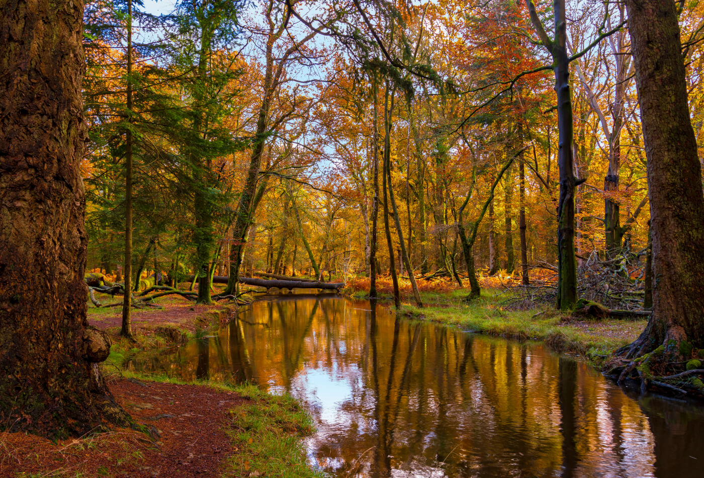 Walks in the New Forest, Feature