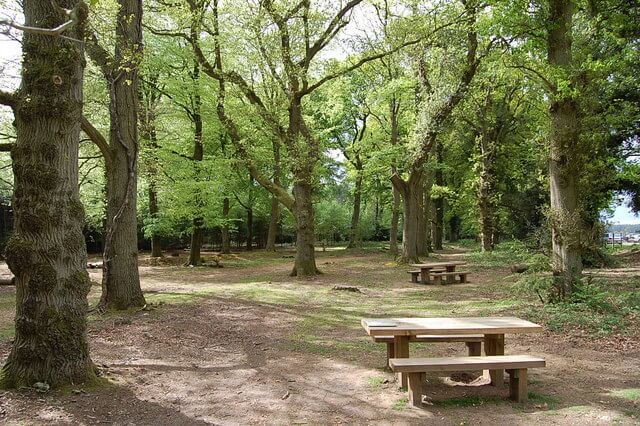 Wilverley Enclosure, New Forest Walk