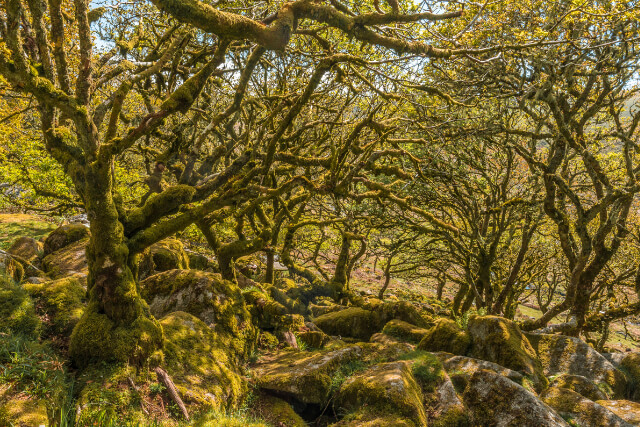 Wistman's Wood 