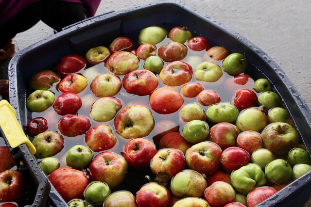 apple bobbing