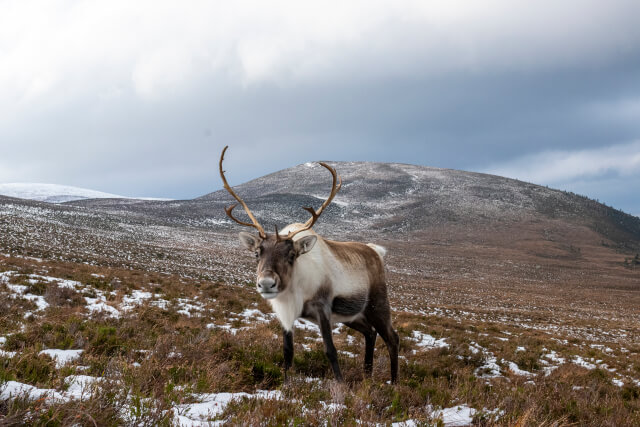 Moose in Snowy Cairngorms National Park
