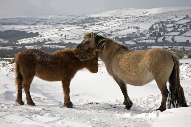 Two Ponies in Snowy Dartmoor National Park
