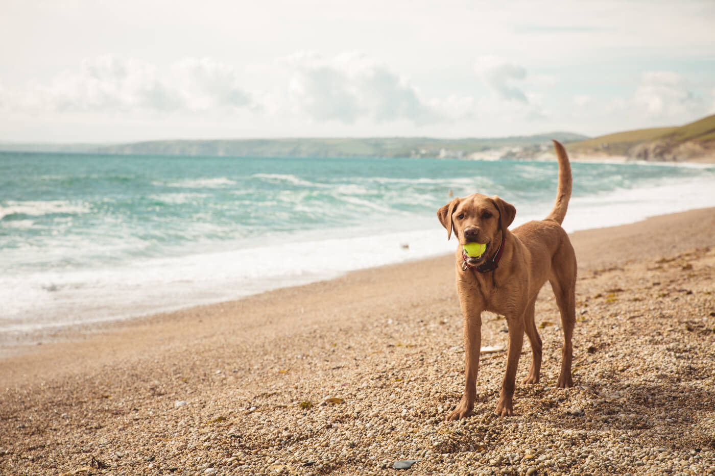 can you take dogs on rhyl beach