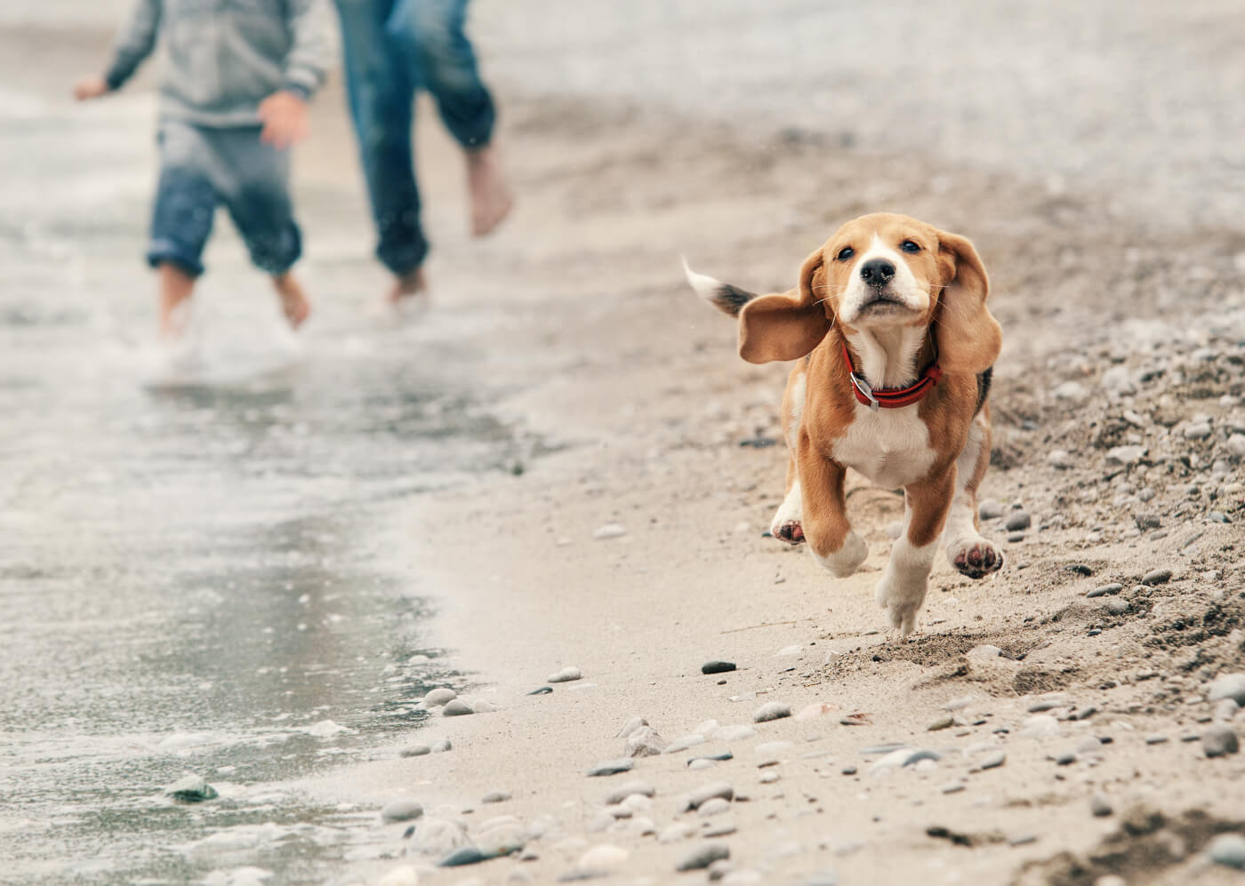 Dog-friendly beaches