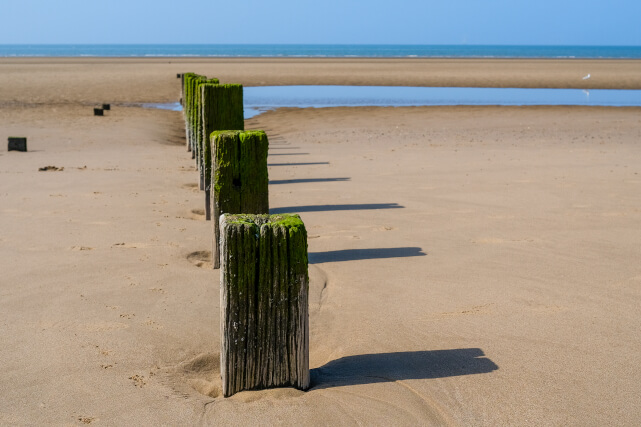 can you take dogs on rhyl beach