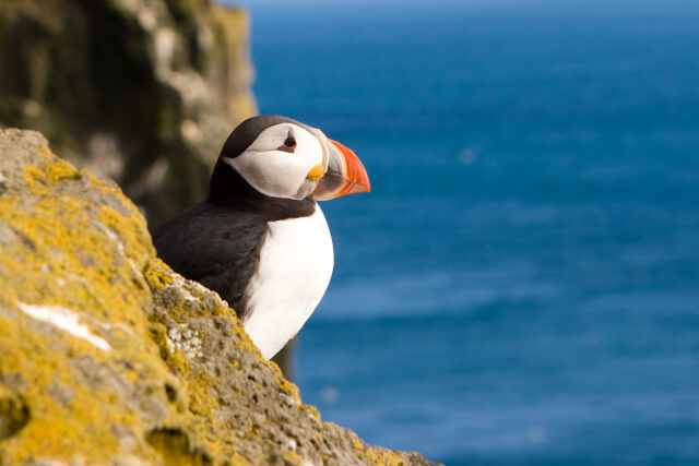 a puffin on the coast