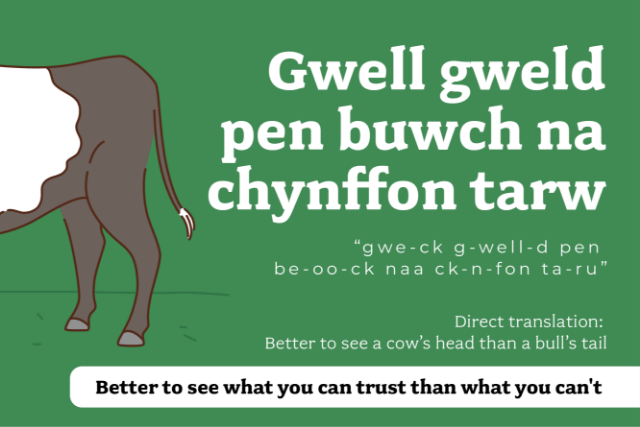 Illustration of the Welsh phrase 'gwell gweld pen buwch na chynffon tarw'