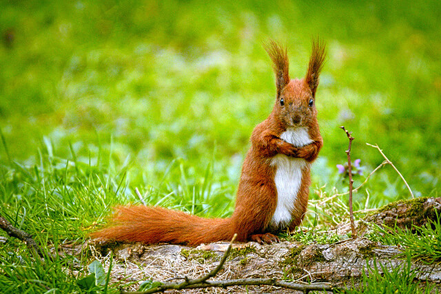 Red squirrel looking at the camera