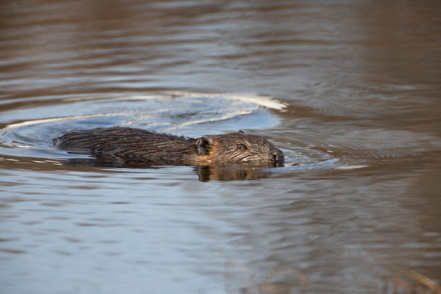 a beaver swimming