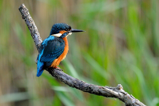 kingfisher perched on a branch