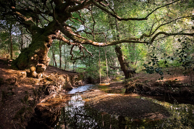 oak swing in the forest of dean