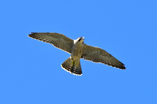 peregrine falcon in flight