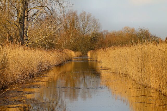 reed bed, rspb fowlmere