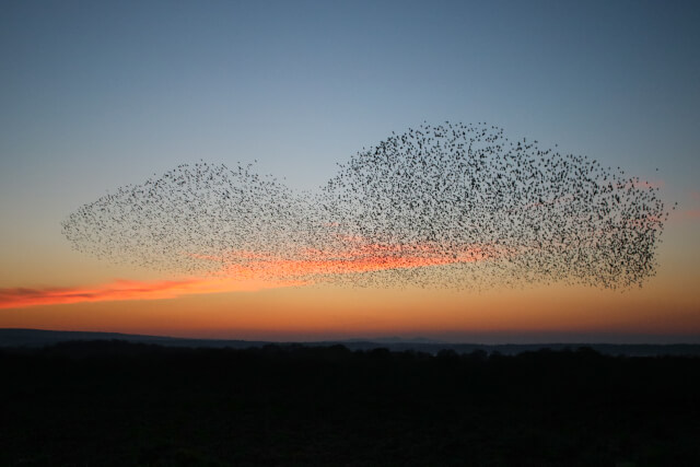 starling murmuration at dusk