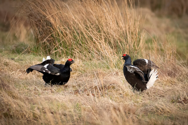 two male black grouses