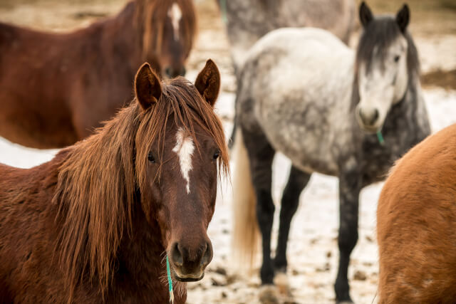 wild horse herd