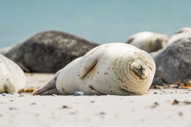 a happy seal