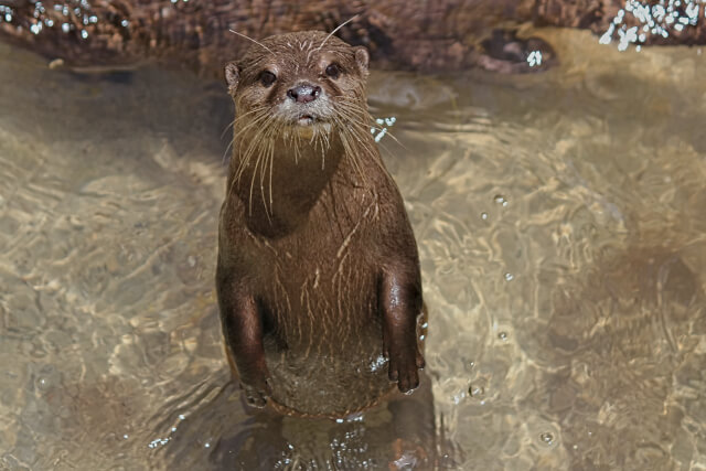 an otter looking at the camera