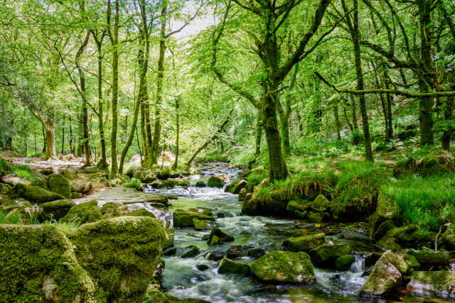 Golitha Falls 