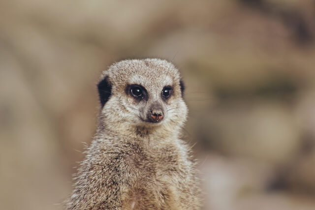 a meerkat at edinburgh zoo