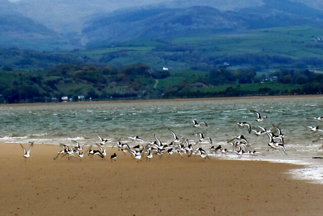 millom beach