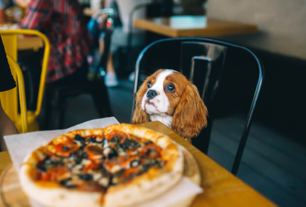 dog friendly pubs in exeter
