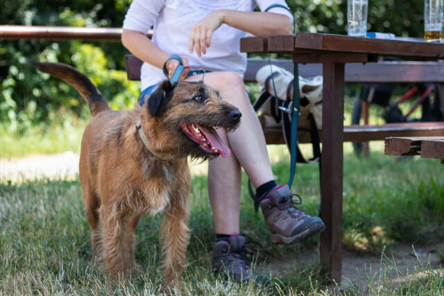dog friendly pubs in the lake district