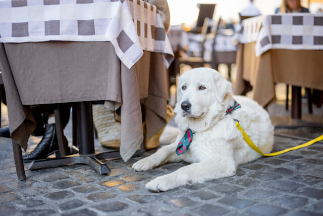 dog friendly restaurants in lake District