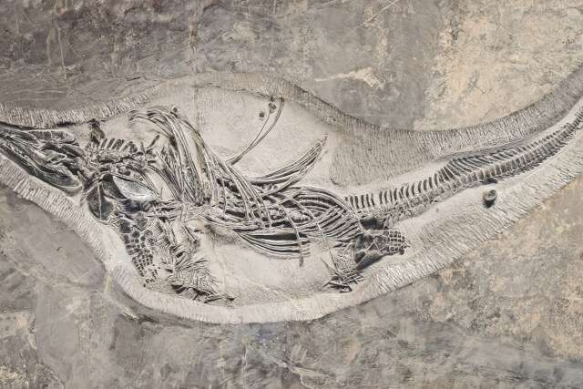 fossil hunting, free days out