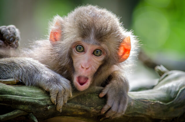 surprised monkey