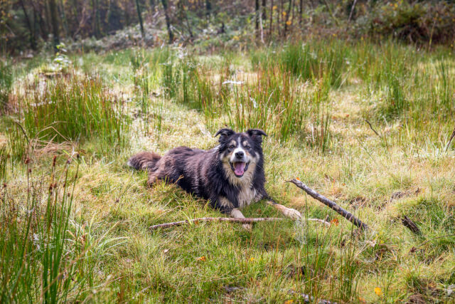 Grizedale Forest