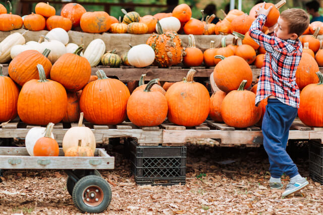 Pumpkin Patches