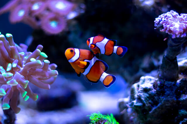 Clownfish in an aquarium