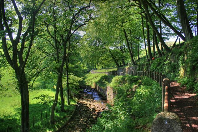 Eastergate Return walk in Marsdesn, view of the trees