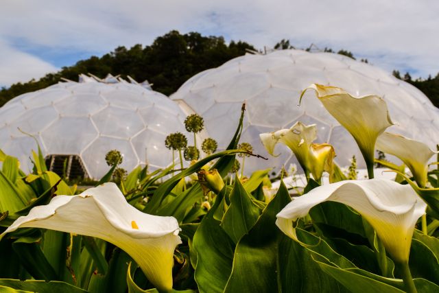 The Eden Project