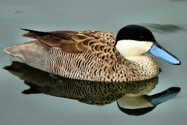 Duck in WWT Slimbridge