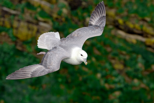 Fulmar at St Abb's Head