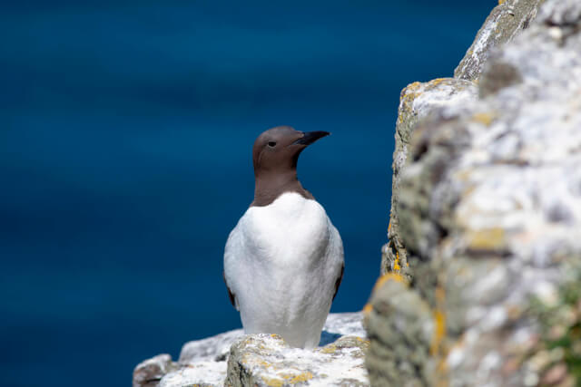 Guillemot at St Abb's Head