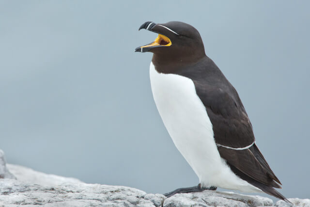 Razorbill at St Abb's Head