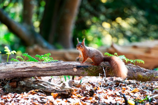 Red Squirrel on Brownsea Island