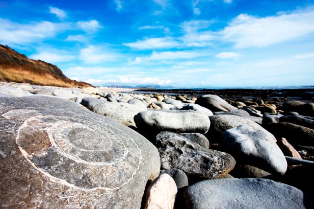 Fossils on a beach on the Jurassic coast