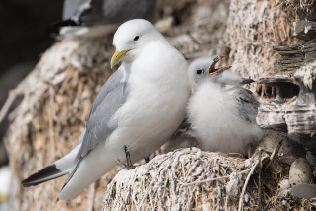 Kittiwakes at St Abb's Head