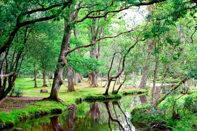 New Forest National Park